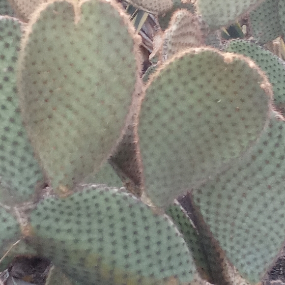Prickly Pear pad - Picture 3 of 7